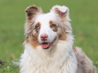 Miniature American Shepherd